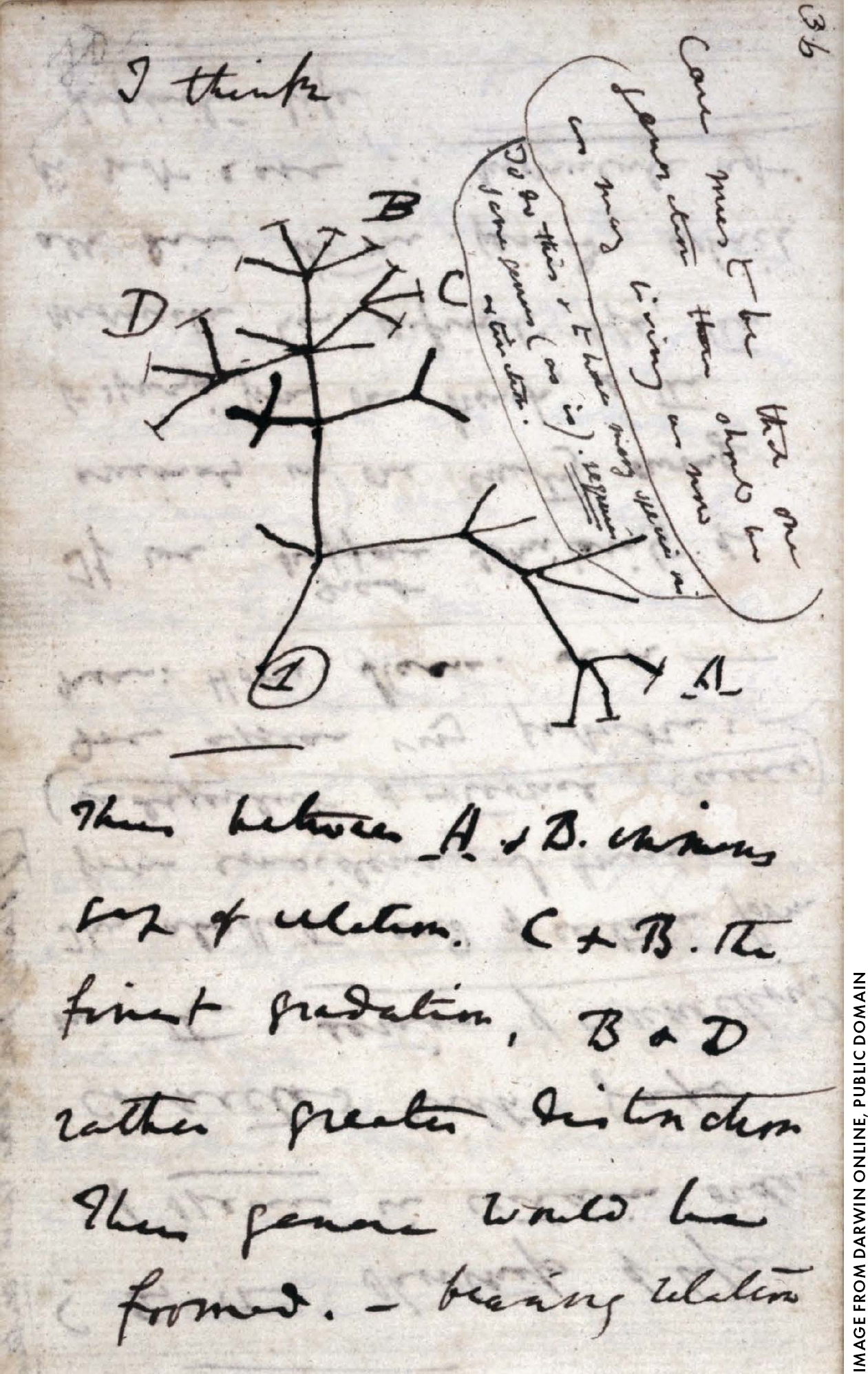 查尔斯·达尔文1837年在”B”笔记本上绘制的进化树草图,这是2022年归还给剑桥大学的两本书之一。注意页面顶部的”我想”(I think)字样——达尔文正在将抽象的想法具体化。