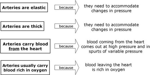 blood flow graphic