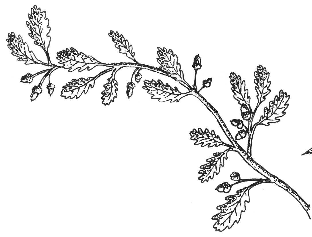 我们小屋附近树林中的Annie