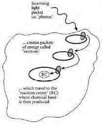 图11.1 生命的意义
