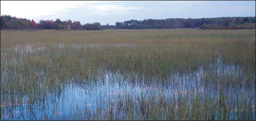 我家附近的这片野米床覆盖超过100英亩