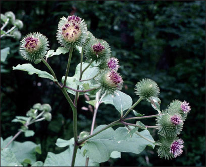 大牛蒡A. lappa开花。注意长花梗、展开的簇状花序和更大、更圆的头状花序